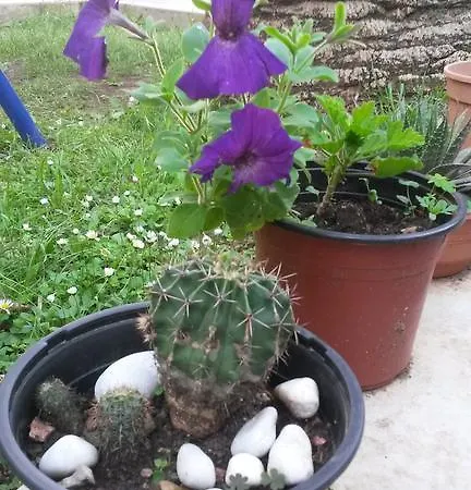 Becici Budua