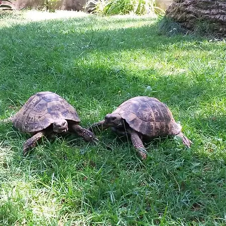 Becici * Budua